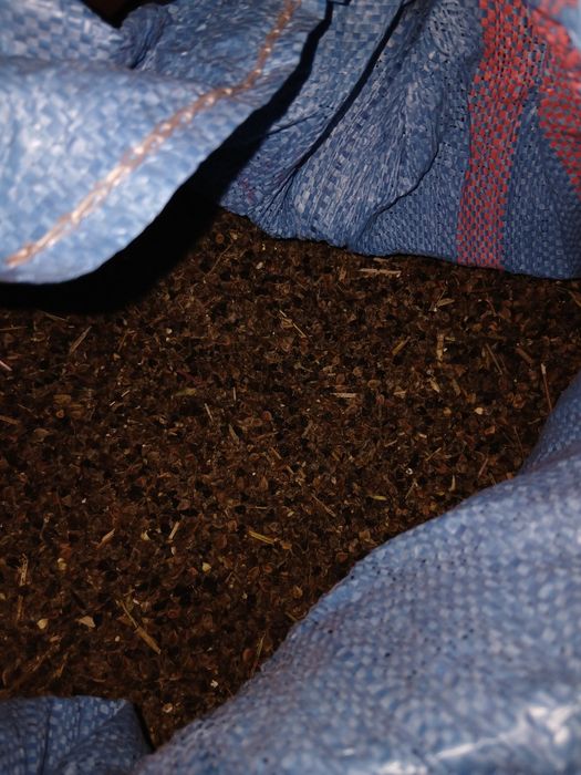 Gryka KORA, tatarka, zbiór 2025, nie pryskana