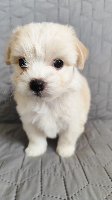 Чистокровні цуценята Мальтійської балонки.