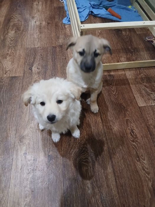 Віддам у добрі руки двух чудових цуценят -дівчаток