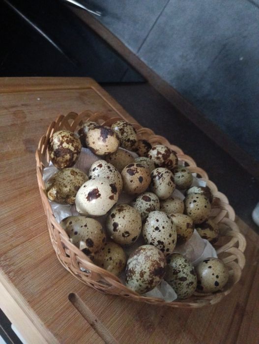 Ovos de codorniz