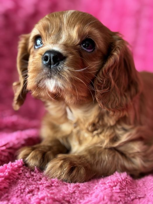 Piesek ruby- Cavalier King Charles Spaniel