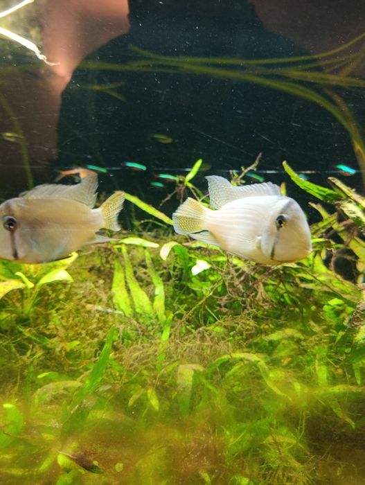 Aquário completo 120x50x50 + sump