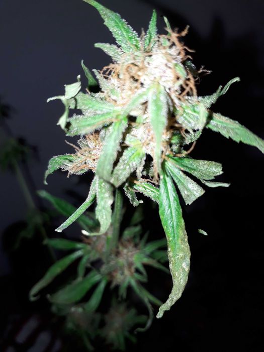 Susz Roślinny 10g Marihuana CBC CBL CBN CBG Cannabis Flos 10g MIX