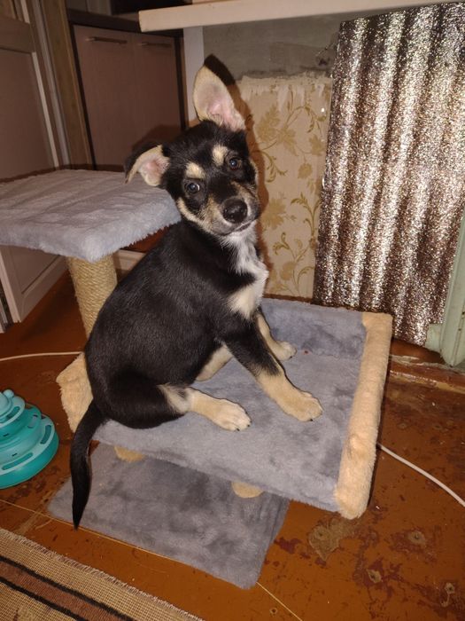 Найти семью для Дэи