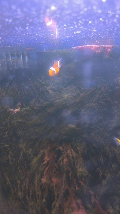 Tenho estes três peixes para despachar