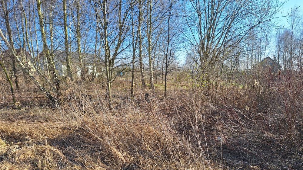 Oddam drewno za wycinkę