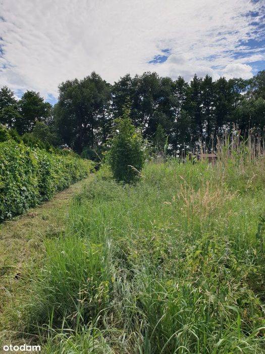 Działka rekreacyjna nad jeziorem z linią brzegową 15m Perkowo 940 m² - Widok 3