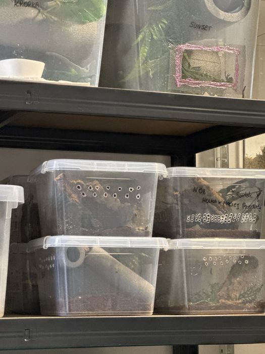 Sprzedam część hodowli gekonów orzęsionych