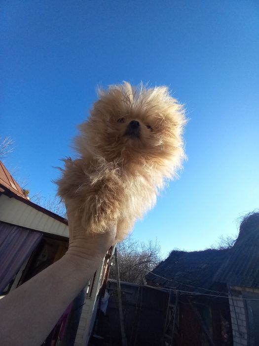 Мини девочка шпицепу