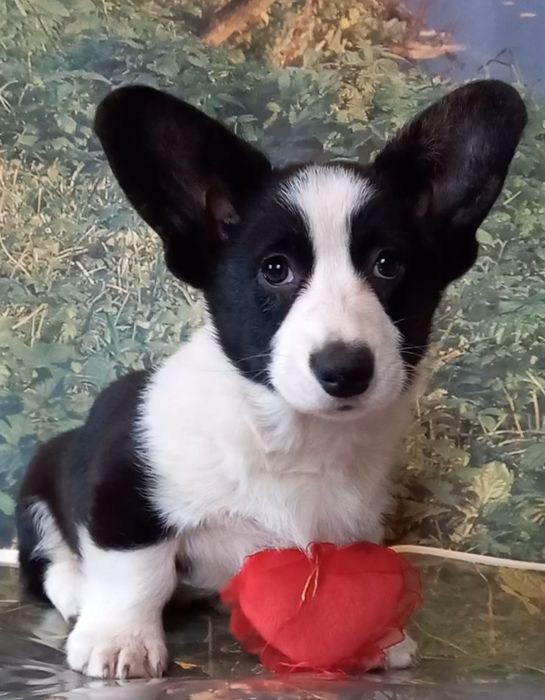 Хлопчик  красунчік корги кардиган.