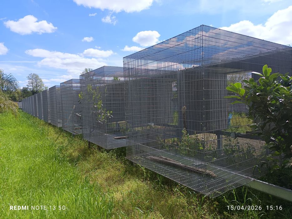 Voadeiras para aves grande porte