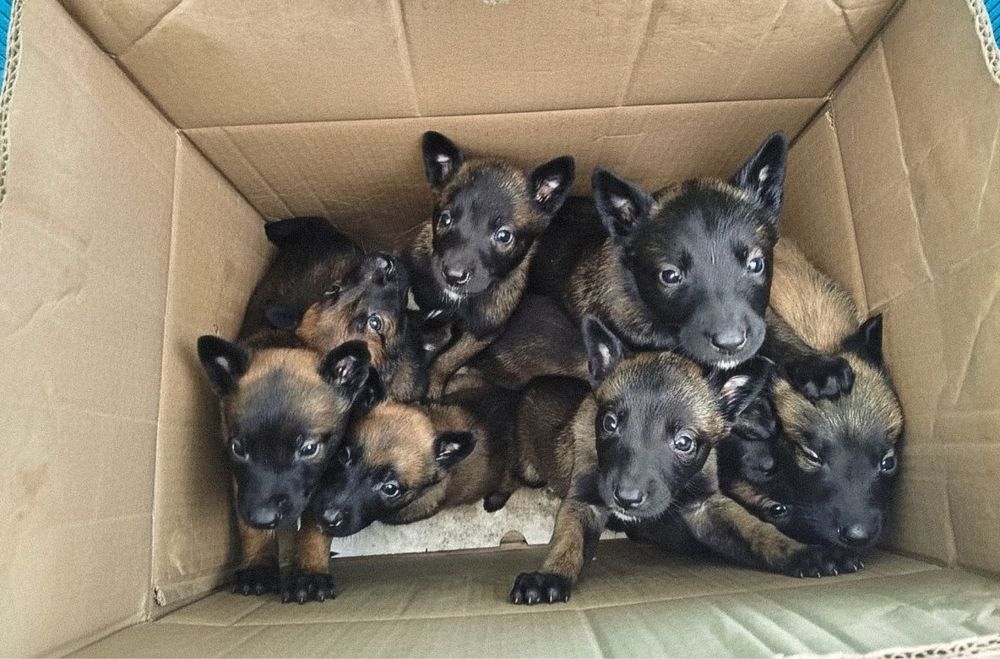 Бельгійська вівчарка цуценята малінуа