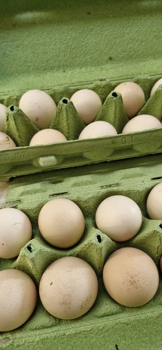 Ovos Gourmet de galinhas criadas ao ar livre Biológicas