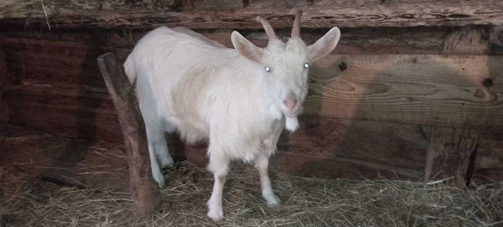 Продаються чудові КОЗИ та ЦАП