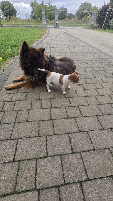 Piesek szczenie Jack Russell