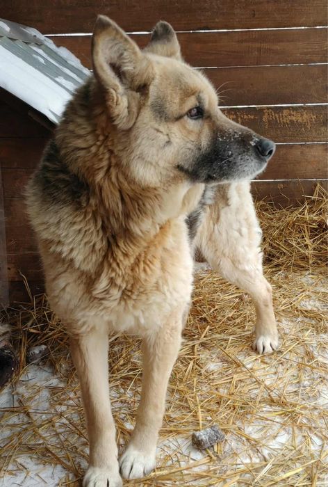 pies do adopcji za darmo