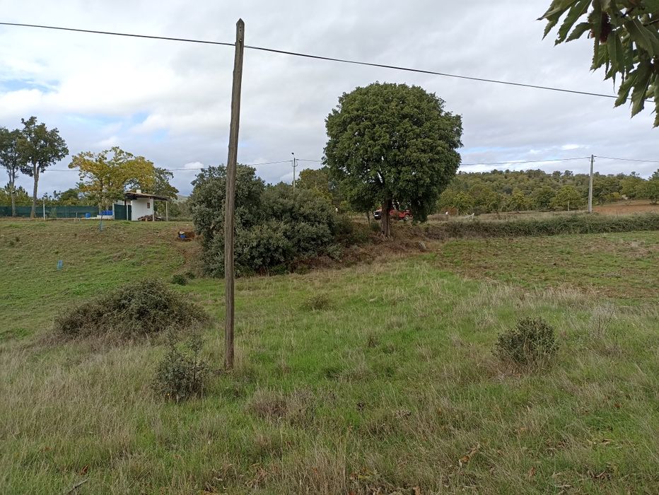 Terrenos com castanheiros e oliveiras