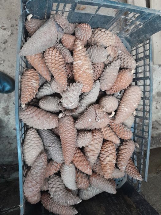 Pinhas 50 saco secas