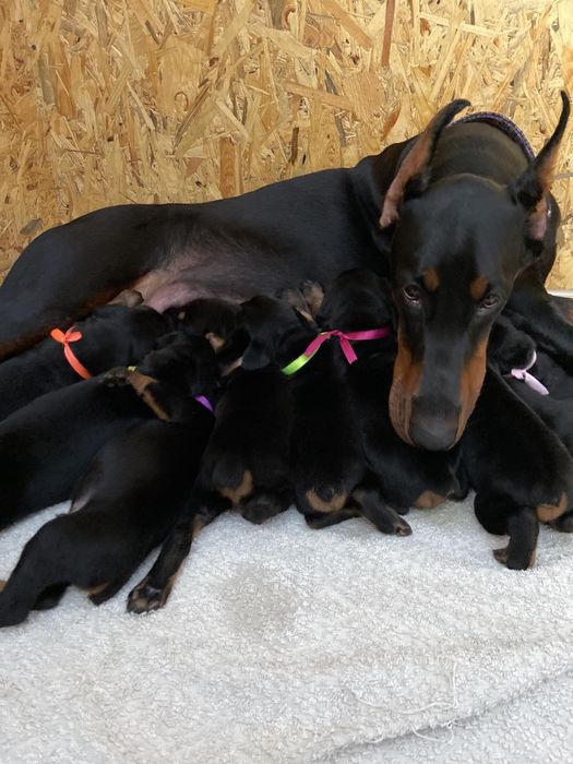 Доберман для бронювання