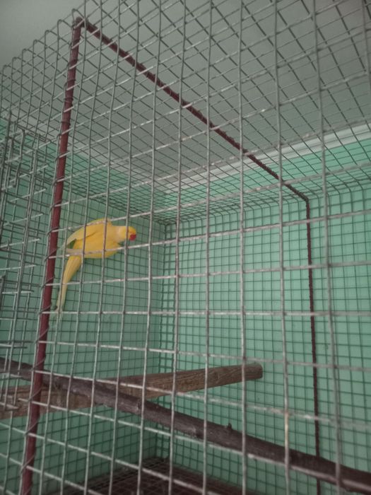Клітки для розведення папуг.