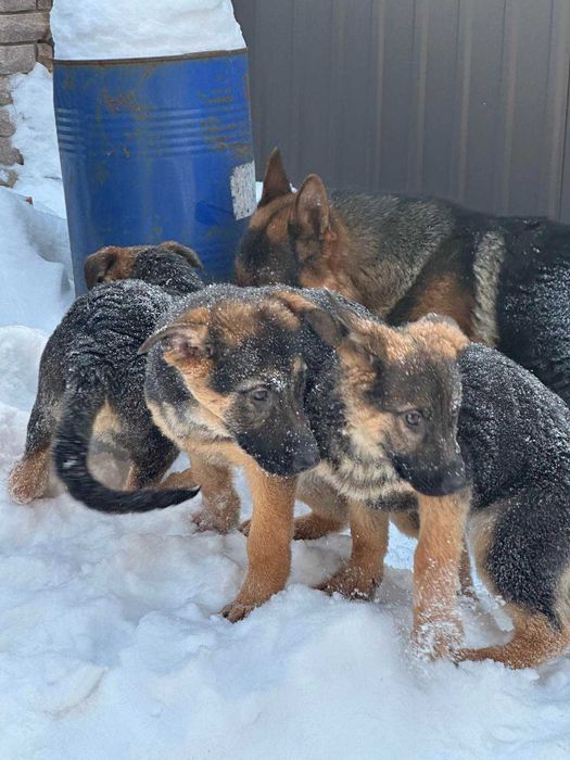 Продам  Цуценят Німецької Вівчарки