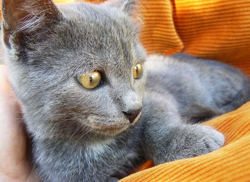 Кошенята шукають родину