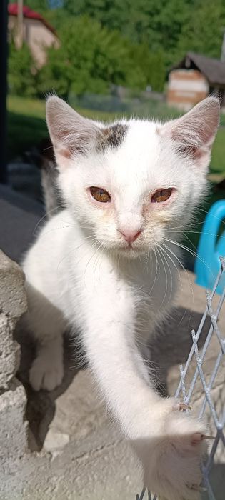 Koty do adopcji samodzielnie
