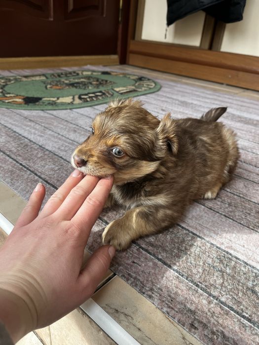 віддам шоколадного хлопчика печика собачку