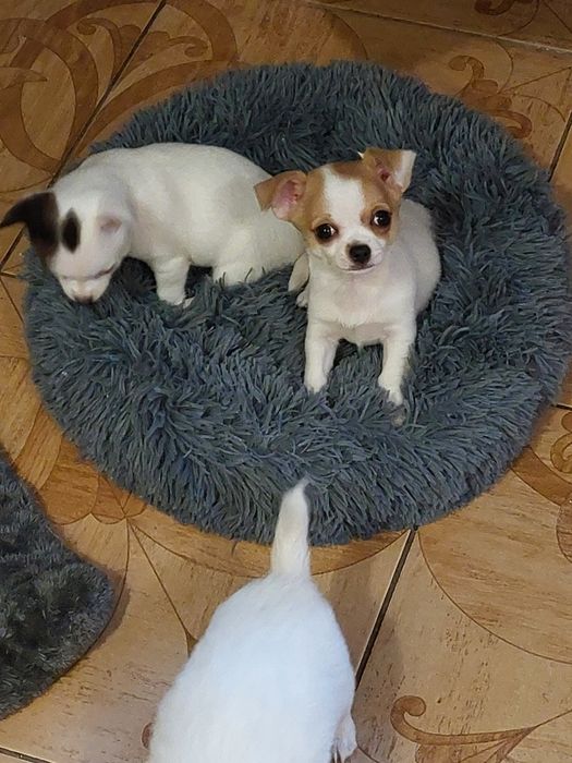 щенки чихуахуа, дівчинки блондінки