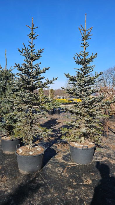 Duże drzewa do 5m Sosna Świerk Jodła Liściaste Dostawa sadzenie