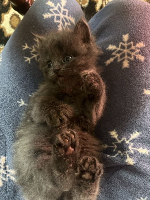 кошенята з дубно шукають люблячу сімʼю