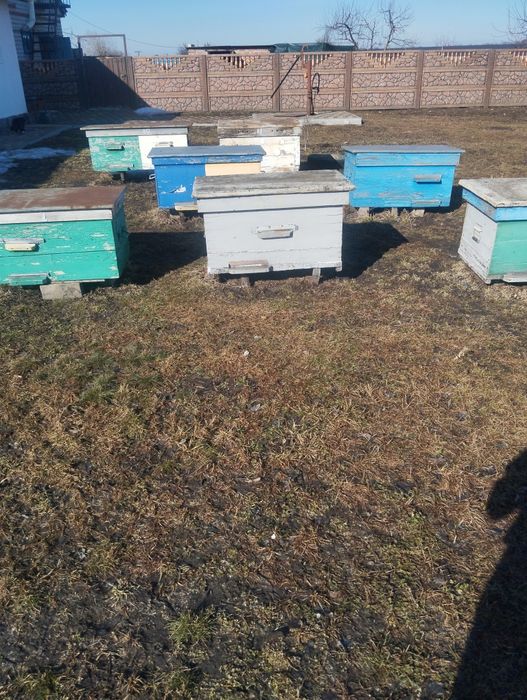 Вулики в гарному стані