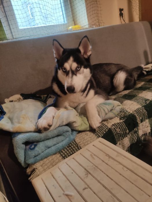 OGŁOSZENIE ADOPCYJNE: Luna - Siberian Husky szuka doświadczonego Opiek