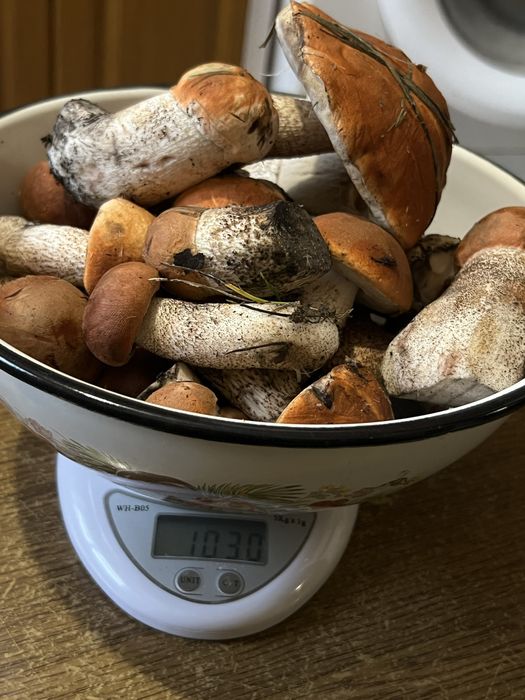 Продам свіжі гриби