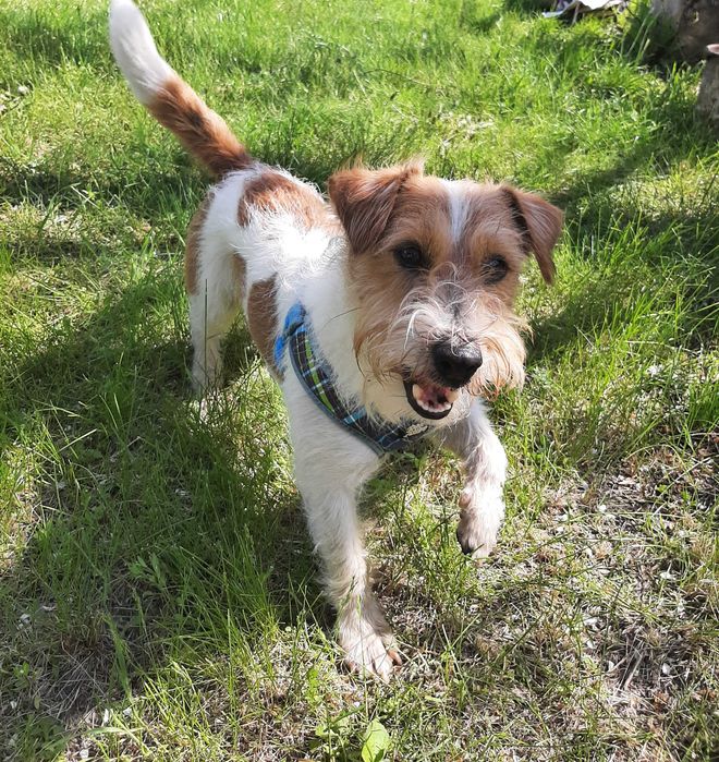 Джек рассел тер‘єр жорсткошерстний для в‘язки