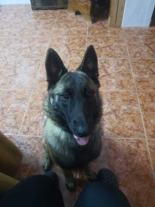 Animais de estimação