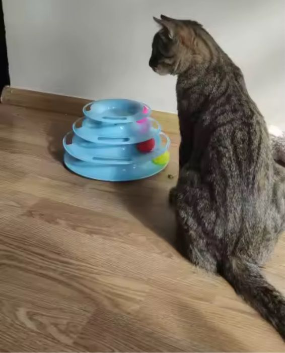 Игрушка для животных / кошек, пирамидка, интерактивная игрушка