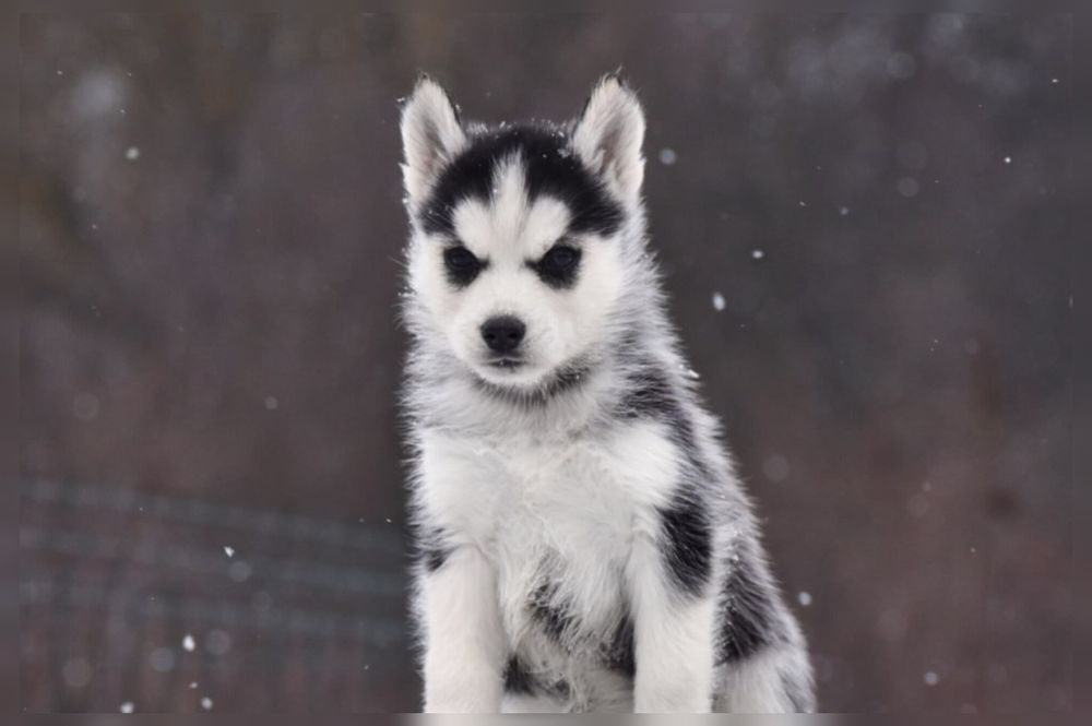 Чудова дівчинка хаскі