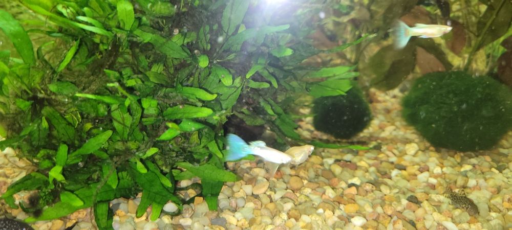 Gupiki albino topaz