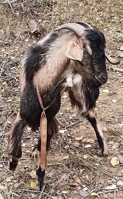 Kozioł cap sprzedam