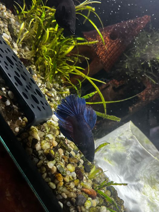 Рибки півники betta