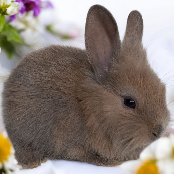 Królik miniaturka Karzełek rex karzełek Teddy mini lop