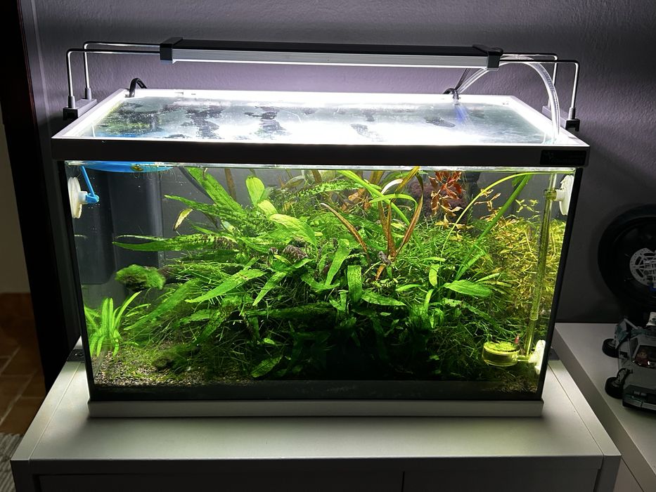 Aquario 20L Plantado de Camaroes