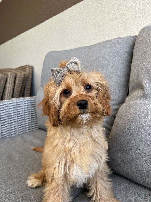 Cudowna suczka cavapoo gotowa do odbioru