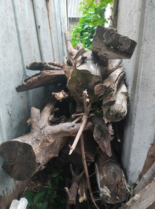 Отдам ветки дрова