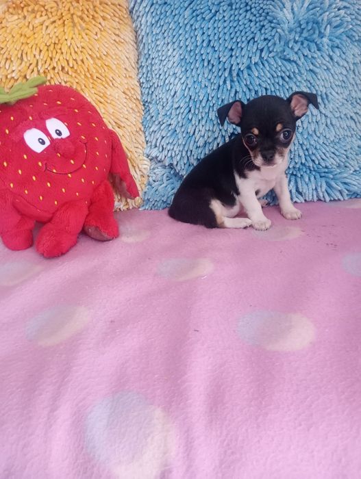 CHIHUAHUA -mini suczka-zarezerwowana.