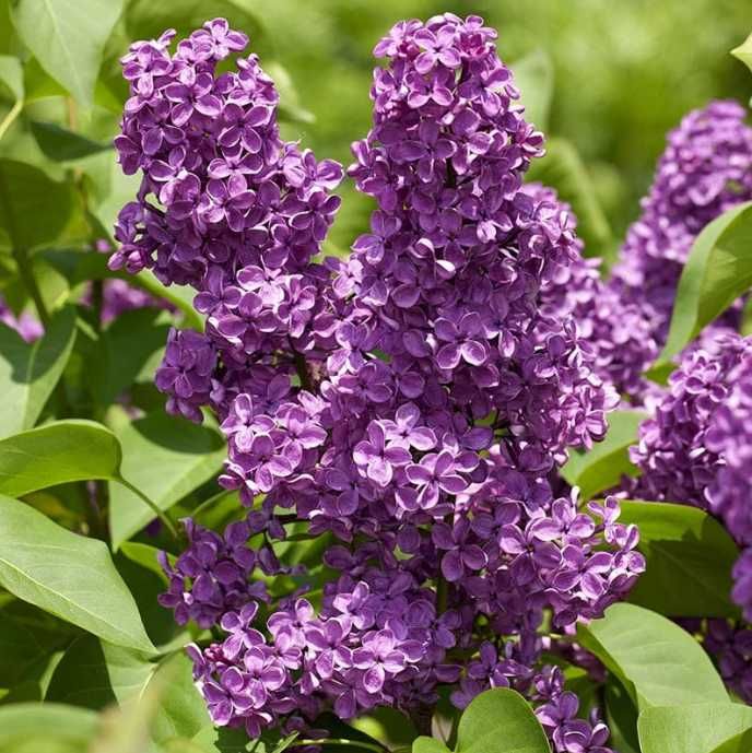 Bzy lilaki Syringa odmiany różne mayera