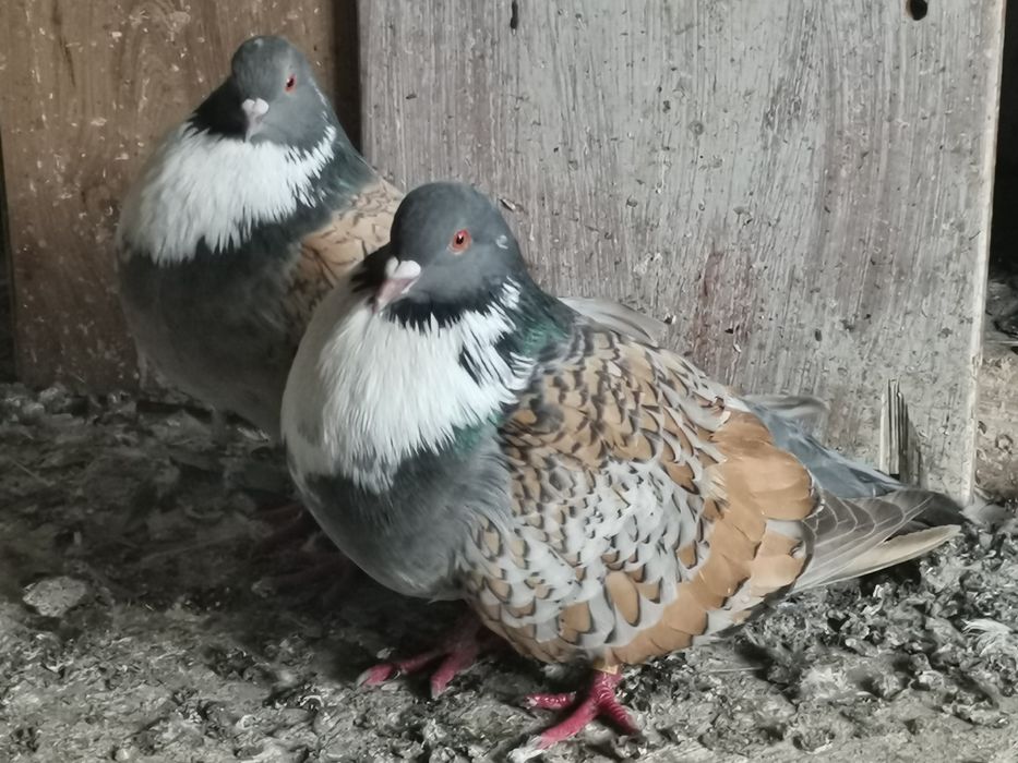 Gołębie ozdobne Gile Pawiki