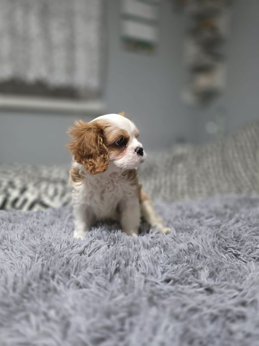 Cavalier King Charles Spaniel