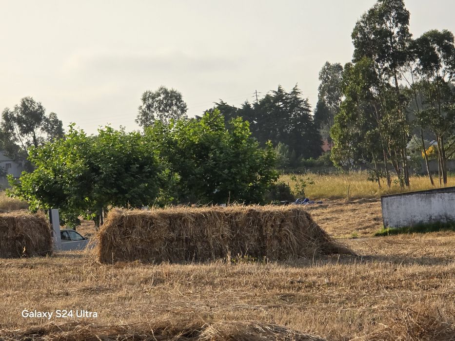 Fardos de palha 2025